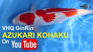 High Quality GinRin Kohaku Koi