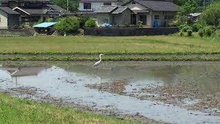 田んぼでシラサギが何を狙ってる！