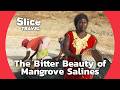 Senegal: Exploring Life in the Saloum Delta Mangrove | SLICE TRAVEL