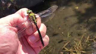 クロスジギンヤンマが飛んでいく