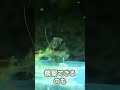 【アクアリウム】ミナミヌマエビやヤマトヌマエビの餌の持ち逃げ（横取り独占）を120%防ぐ便利アイテム shorts