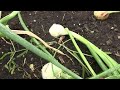 harvesting onions u0026 how to tell when they are ready to be harvested