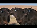 Basin Angus - A Lasting Legacy Elite Female Sale 2024