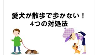 愛犬が突然散歩で歩かない｜4つの対処法をご紹介します