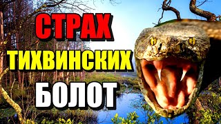 СТРАХ ТИХВИНСКИХ БОЛОТ!!! Страшные болота России!!! #болото