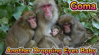 【赤ちゃん・ニホンザル・４K動画】Another Dropping Eyes Baby ゴマ君