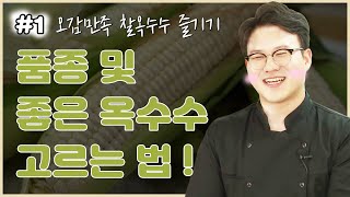 오감만족 찰옥수수 즐기기 - 품종 및 좋은옥수수 고르는 법