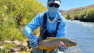 Big Brown on the Owyhee River.