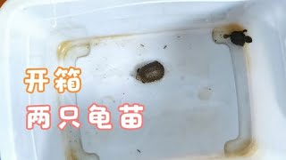 开箱新到红面蛋龟和麝香龟苗