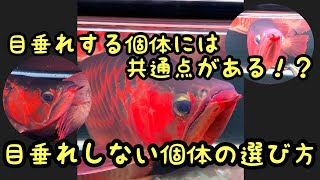 《目垂れしない個体の選び方》目垂れする個体には共通点がある⁉️