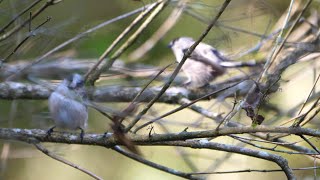 自然環境保全センター 自然観察園のエナガ　その１６（4K60P動画）