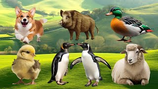 Amazing Familiar Animals Playing Sound: Lion, Otter, Elephant, Ostrich, Stork, Penguin, Red Panda,..