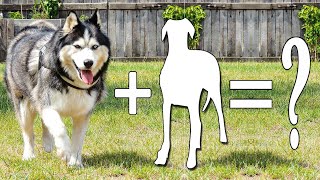 Alaskan malamute mix | Alaskan malamute mixes which one is the best cross breed for you