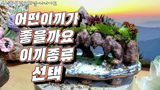 [아주특색있는수제화분전문채널*내손으로주물럭]바위솔석부작셋팅영상#수제화분#분경#이끼작업#어떤이끼가좋은가?