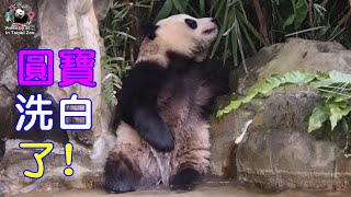 20220115 跑玩系列3－圓寶髒髒寶的洗白過程 The Giant Panda Yuan Bao and Yuan Yuan