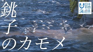 わがまちの海の大発見 日本財団 海と日本PROJECT in 千葉県 2021 #22