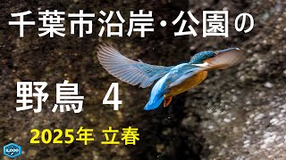 千葉市沿岸・公園の野鳥 ４