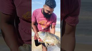 ഈ മീനിൻ്റെ പേരറിയുന്നവർ കമൻ്റ് #viralvideo #fish #fishing #beach #fisherman #kerala