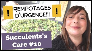 #rempotage d'urgence | #succulentscare #10 | EUPHORBIA, SENECIO Rowleyanus | Le petit Jardin de Bob