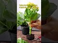 How to trim to make Kalanchoe single stem easy & safe #shorts