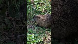 ヌートリア「ぼっけえうまいわこれ‼️(*´ч`*)」