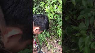 A jungle tour part 1 (ដំណើរកំសាន្តក្នុងព្រៃ)