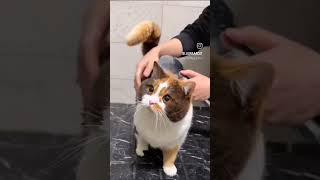 Cute Chonky Calico Cat Taking Bath 🛁😺