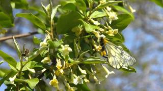 【ほっこりする癒しの風景】グミの花の蜜を吸う蝶