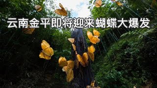 Butterfly explosion coming to Jinping, Yunnan