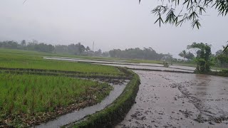 the beauty of the village when it rains ♡ ASMR  sleep to the sound of rain