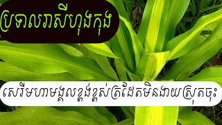 ប្រទាលរាសីហុងកុងនាំសំណាងល្អ  Dracaenas plants