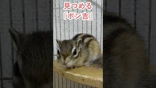 しまりす「ポン吉」見つめます。【ペット】【シマリス】【Chipmunk】【Squirrel】【Kawaii】【Cute】