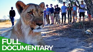 Lodging with Lions | Episode 1 | Free Documentary Nature