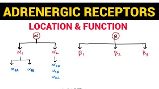 Autonomic Pharmacology - 13 | Adrenergic Receptors & their Distribution | EOMS