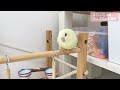 サザナミインコ 近況報告【おもちについて】