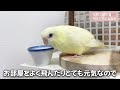 サザナミインコ 近況報告【おもちについて】