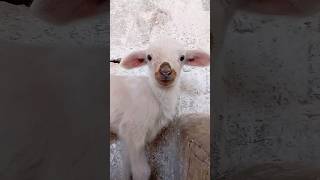 خروف صغير ينادي أمه صوت جميل baby sheep #cute