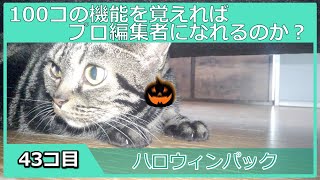 【プロ編集者への道】ハロウィンパックのススメ【１００日チャレンジ】