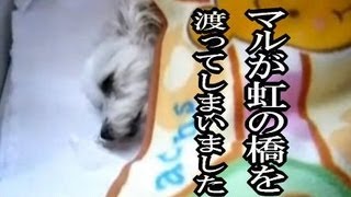 マルが虹の橋を渡ってしまいました　Maru crossed the rainbow bridge