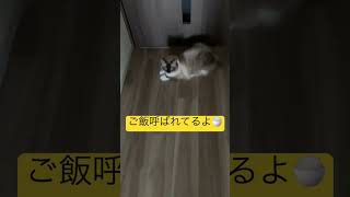 ラグドールのたぬきみたいなな猫に、オートフィーダーでご飯をあげて見ました