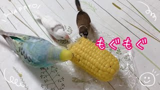 もぐもぐタイム🌽して水浴びするインコと十姉妹でち🐦❣️🏊‍♀️