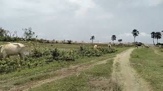 বাংলাদেশের সাগরকন্যা কুয়াকাটা সমুদ্র সৈকত প্রকৃতিতে তার সৌন্দর্যের মায়া ছড়াচ্ছে।