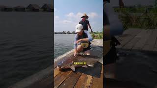 美女在泰國釣百斤虎頭藍鯊！ #shorts #drama #fishing #釣魚