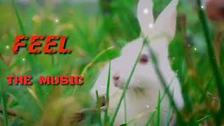 BOL KHUJI TOKE R KISE  | Paglu music | Cute🥰Rabbit | whatsapp status video | #Alex_Arjun_Videography