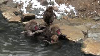 Japanese snow monkeys soak in hot springs at Jigokudani Yaen Koen Monkey Park 長野地獄谷野猿公苑雪猴泡溫泉