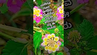 ನೀ# ಬರಿಯೋ ಉಸಿರಲ್ಲಿನನ್ನ #ಚಿಕ್ಕ ಪ್ರಪಂಚಕ್ಕೆ #ಕನೆಕ್ಟ್ #ಆಗಿ ರಿಟರ್ನ್# ಮಾಡ್ತೀನಿ#