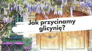 Jak przycinać glicynię ? -  Złoto natury