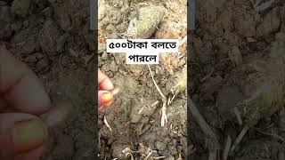 মাছটির নাম কি কে বলতে পারবেন✅✅