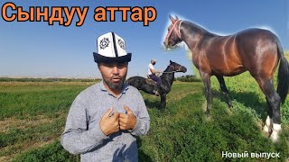 Келишкен аттар келди саяпкерге 😱 Дончак 🐎 МЫНА МЫКТЫ КУНАН