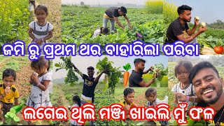 ଜମି ରୁ ପ୍ରଥମ ଥର ବାହାରିଲା ପରିବା🥬🥦🍅🍆🥕ଲଗେଇ ଥିଲି ମଞ୍ଜି ଖାଇଲି ମୁଁ ଫଳ😊🤗